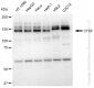 KD-Validated Anti-CTCF Rabbit Monoclonal Antibody